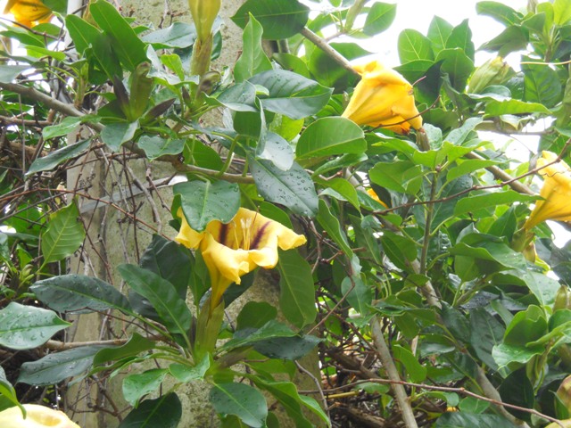 Solandra nitida